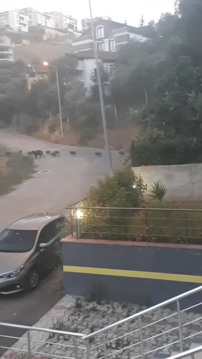 Bursa’da Aç Kalan Domuz Sürüsü Şehir Merkezine İndi