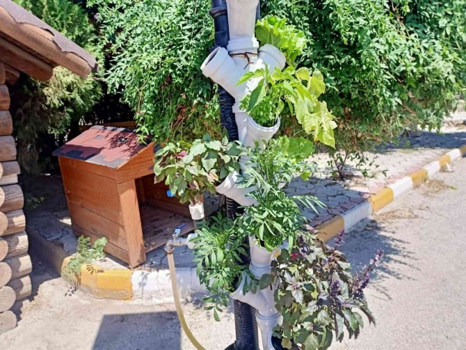 Güneş Enerjisiyle Topraksız Dikey Tarım