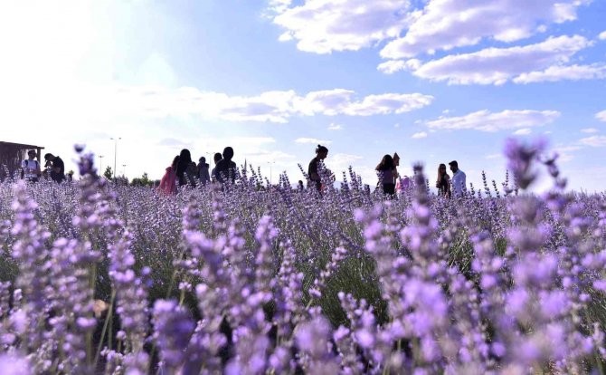 Karatay Lavanta Günleri Renkli Görüntülere Sahne Oldu
