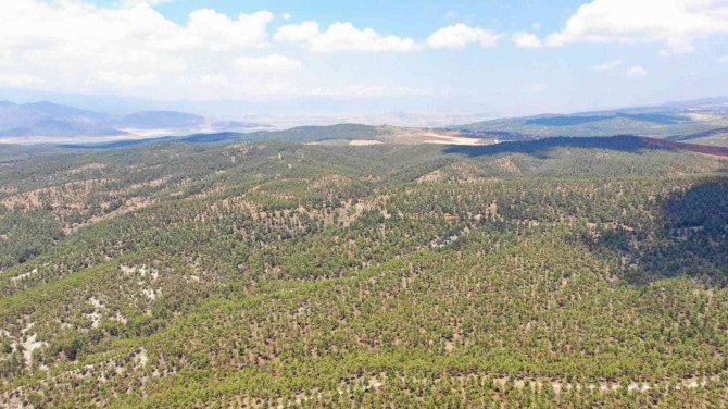 Kilis’te Orman Denetimi