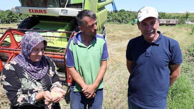 Çiftçiye Dağıtılan Buğdayların İlk Hasadı Bereketli Geçti