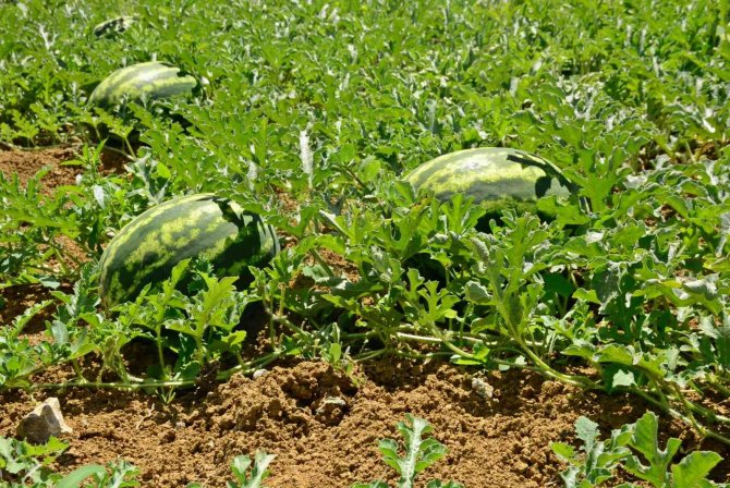 Turizm Merkezinde Üretilen Karpuz Diyarbakır Ve Adana’ya Rakip Oldu