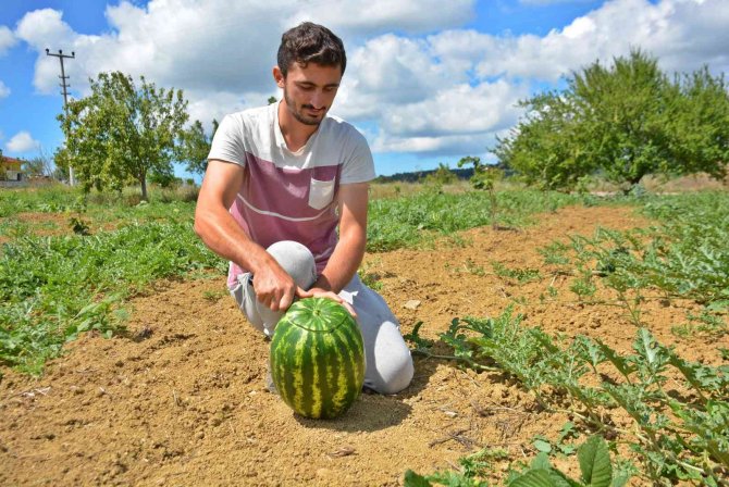 Turizm Merkezinde Üretilen Karpuz Diyarbakır Ve Adana’ya Rakip Oldu