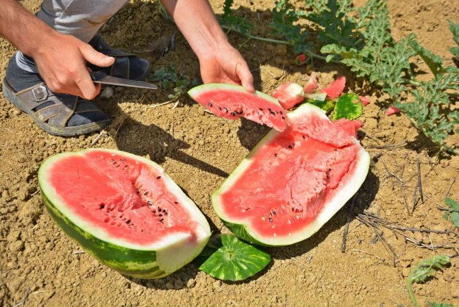 Turizm Merkezinde Üretilen Karpuz Diyarbakır Ve Adana’ya Rakip Oldu