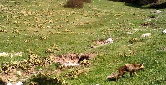 Daha Önce Fotokapana Takılmışlardı, Şimdi İnsan Gözüyle Görüldü