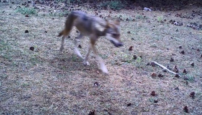 Daha Önce Fotokapana Takılmışlardı, Şimdi İnsan Gözüyle Görüldü
