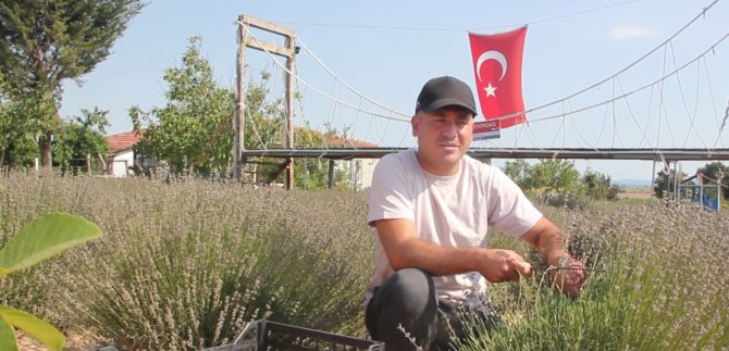 Lavanta Üreticileri Hasattan Memnun