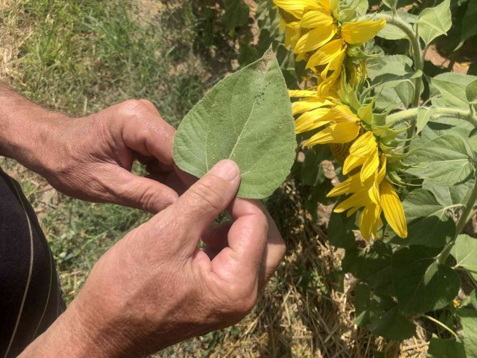 Trakya’da ‘Çayır Tırtılı’ Alarmı