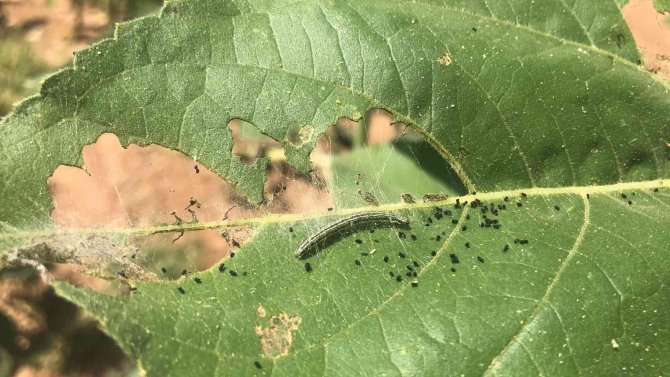Trakya’da ‘Çayır Tırtılı’ Alarmı