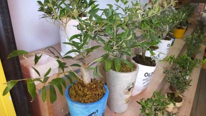 Balıkesir’de Bodur Zeytin Ağaçları Hediyelikler Arasına Girdi