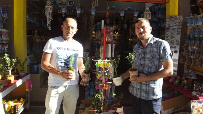 Balıkesir’de Bodur Zeytin Ağaçları Hediyelikler Arasına Girdi