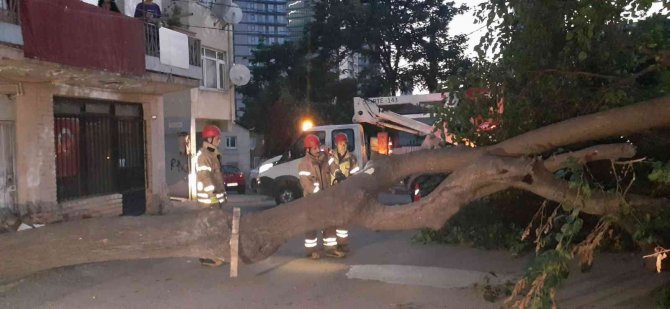 Kadıköy’de Dut Ağacı Kökünden Koparak Devrildi