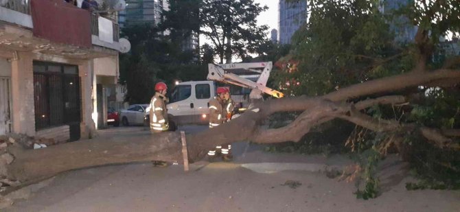 Kadıköy’de Dut Ağacı Kökünden Koparak Devrildi
