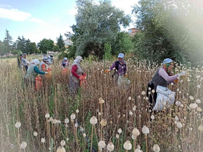 Afyonkarahisar’da Haşhaş Hasadı Başladı