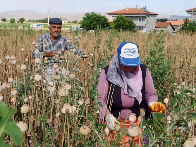 Afyonkarahisar’da Haşhaş Hasadı Başladı