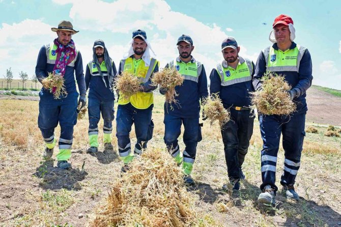 Anadolu’nun Unutulmuş Tahılı Burçak Gün Yüzüne Çıkarılıyor
