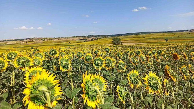 Tarım Ve Orman Bakan Yardımcısı Pakdil: "Rekolte Açısından Bir Kaybımız Olmaz"