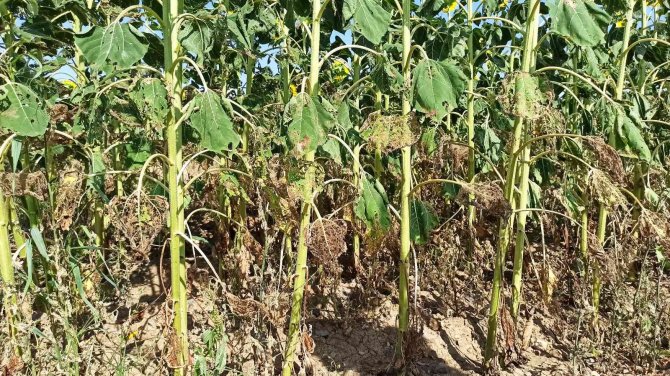 Tarım Ve Orman Bakan Yardımcısı Pakdil: "Rekolte Açısından Bir Kaybımız Olmaz"