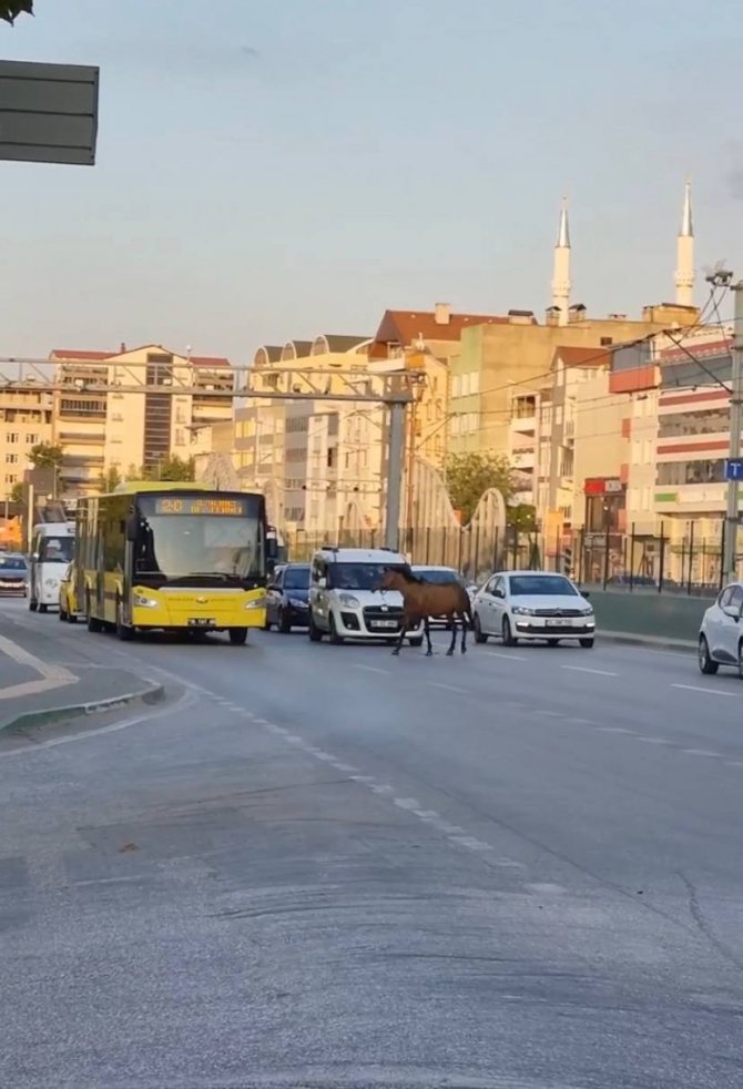 Bursa’da Başıboş At Trafiği Aksattı