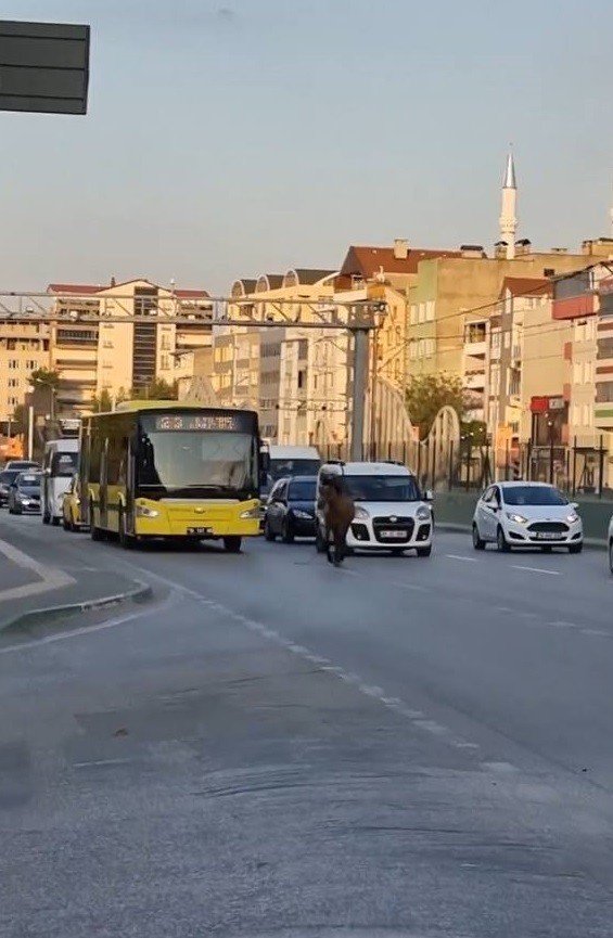 Bursa’da Başıboş At Trafiği Aksattı