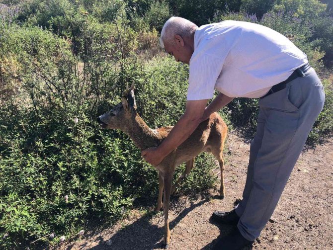 Yaralı Karacaya Anında Müdahale