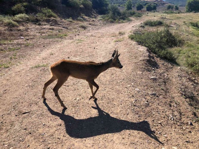 Yaralı Karacaya Anında Müdahale