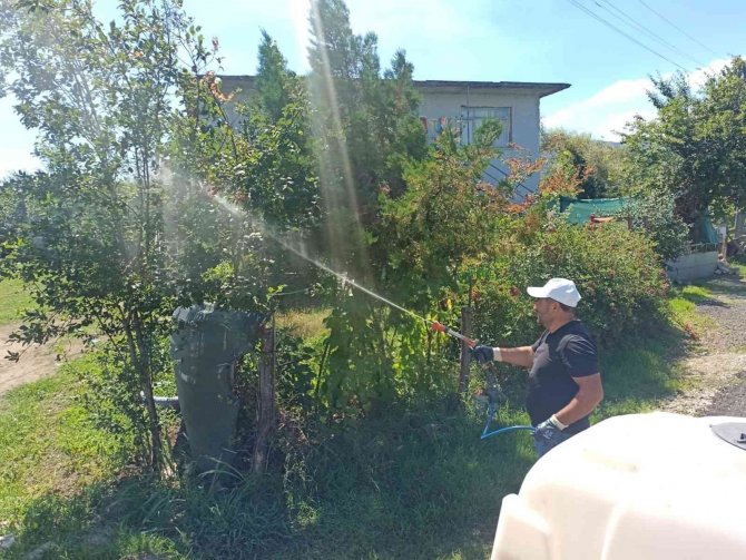 Cumayeri Belediyesi Amerikan Kelebeği’ne Karşı Mücadele Ediyor