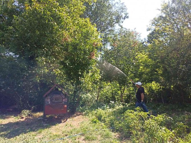 Cumayeri Belediyesi Amerikan Kelebeği’ne Karşı Mücadele Ediyor