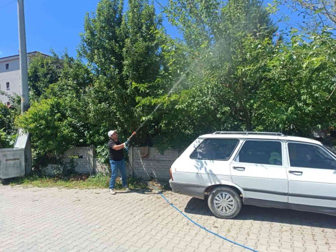 Cumayeri Belediyesi Amerikan Kelebeği’ne Karşı Mücadele Ediyor