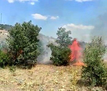 15 Dekarlık Ormanlık Alan Küle Döndü
