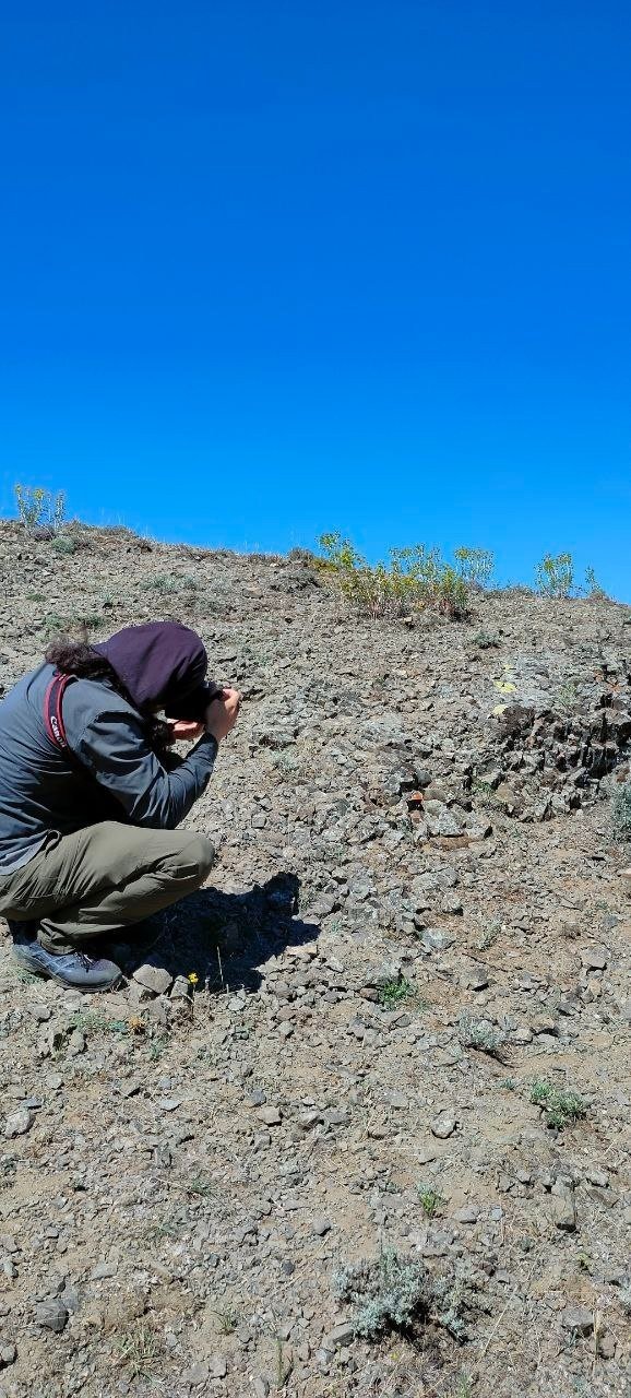 Doğada Fark Edilmiyor, Sivas’ta Görüntülendi
