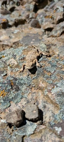 Doğada Fark Edilmiyor, Sivas’ta Görüntülendi