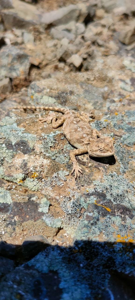 Doğada Fark Edilmiyor, Sivas’ta Görüntülendi