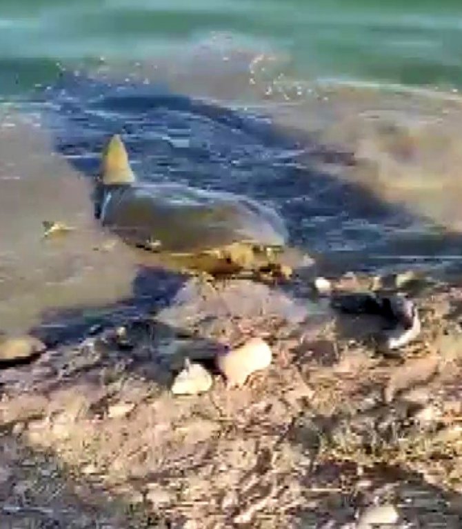 Nesli Tükenme Tehlikesinde Olan Fırat Kaplumbağası Balıkçı Oltasına Takıldı