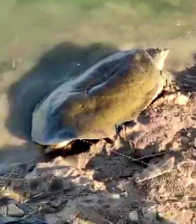 Nesli Tükenme Tehlikesinde Olan Fırat Kaplumbağası Balıkçı Oltasına Takıldı