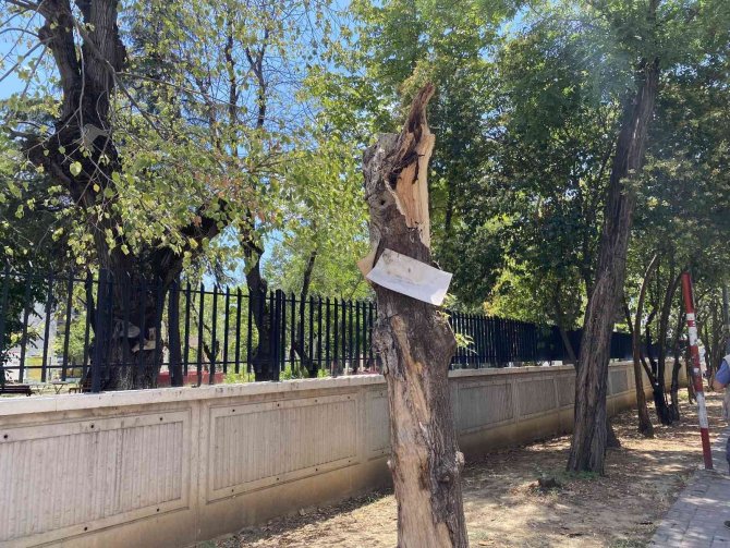 Kadıköy’de Seyir Halindeki Aracın Üzerine Ağaç Devrildi