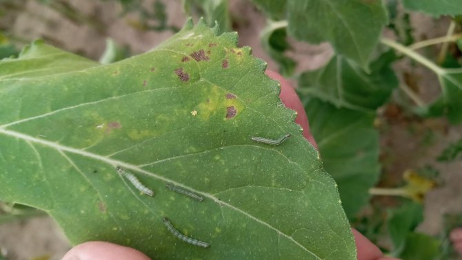 İ̇stenmeyen Misafir “Çayır Tırtılı” İle Mücadele Başladı