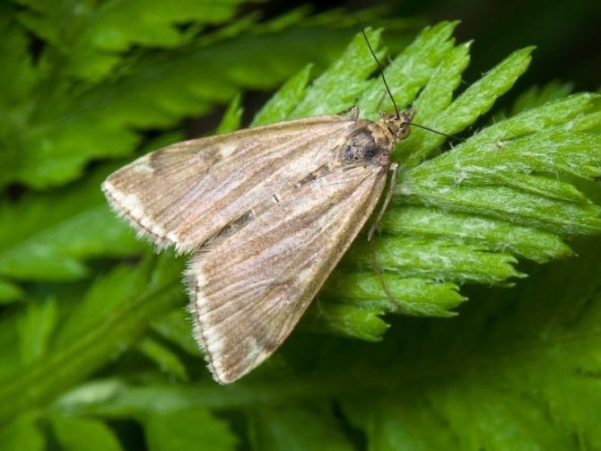 İ̇stenmeyen Misafir “Çayır Tırtılı” İle Mücadele Başladı