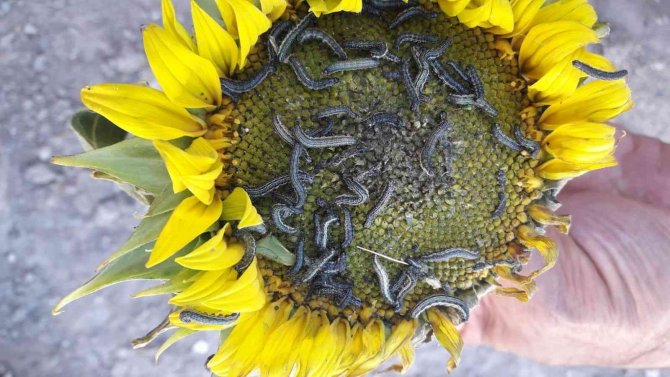 İ̇stenmeyen Misafir “Çayır Tırtılı” İle Mücadele Başladı