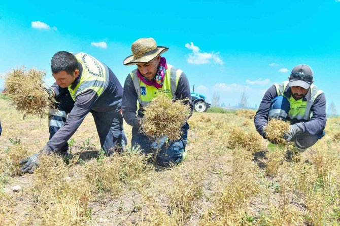 Anadolu’nun Unutulmuş Tahılı Burçak Gün Yüzüne Çıkarılıyor