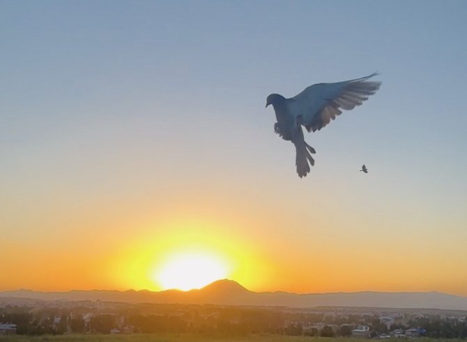 Güneşte Dans Eden Güvercinler Hayran Bıraktı