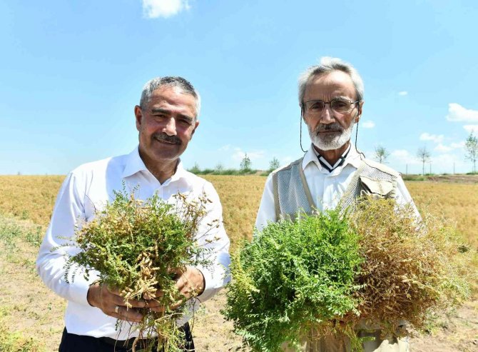 Anadolu’nun Unutulmuş Tahılı Burçak Gün Yüzüne Çıkarılıyor