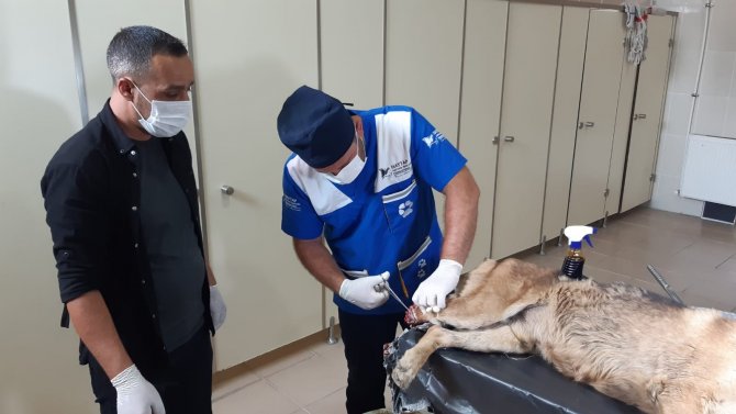 Ayağı Kangren Olan Köpek Tedavi Altına Alındı