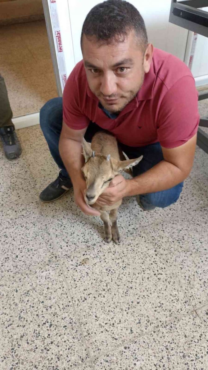 Yavru Dağ Keçisine Şefkat Eli