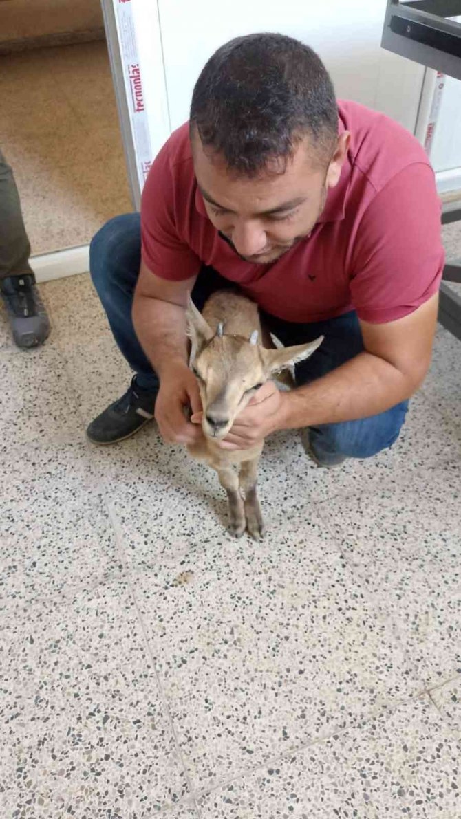Yavru Dağ Keçisine Şefkat Eli