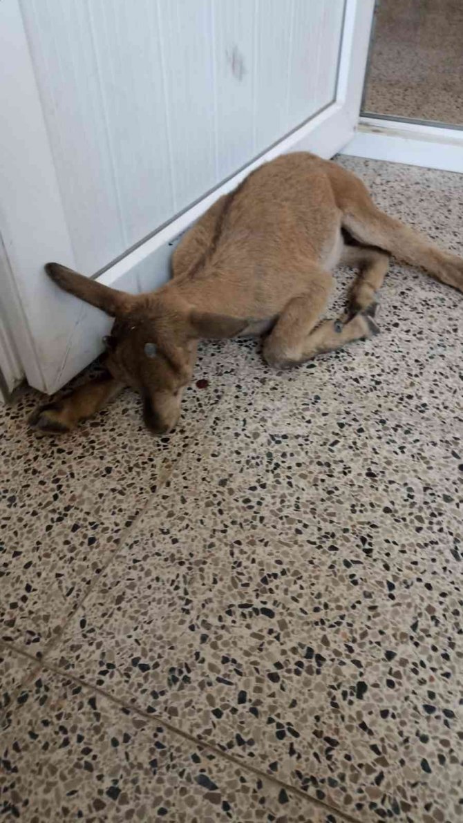 Yavru Dağ Keçisine Şefkat Eli