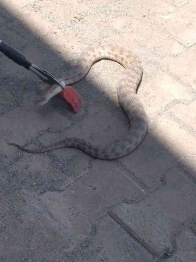 Iğdır’da İş Yerine Giren Engerek Yılanı Korkuttu