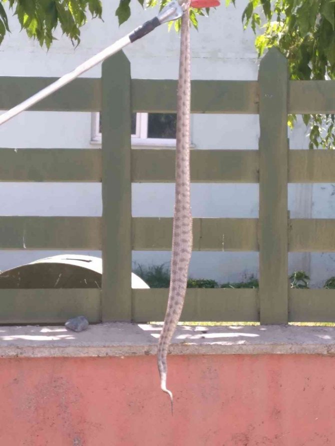 Iğdır’da İş Yerine Giren Engerek Yılanı Korkuttu