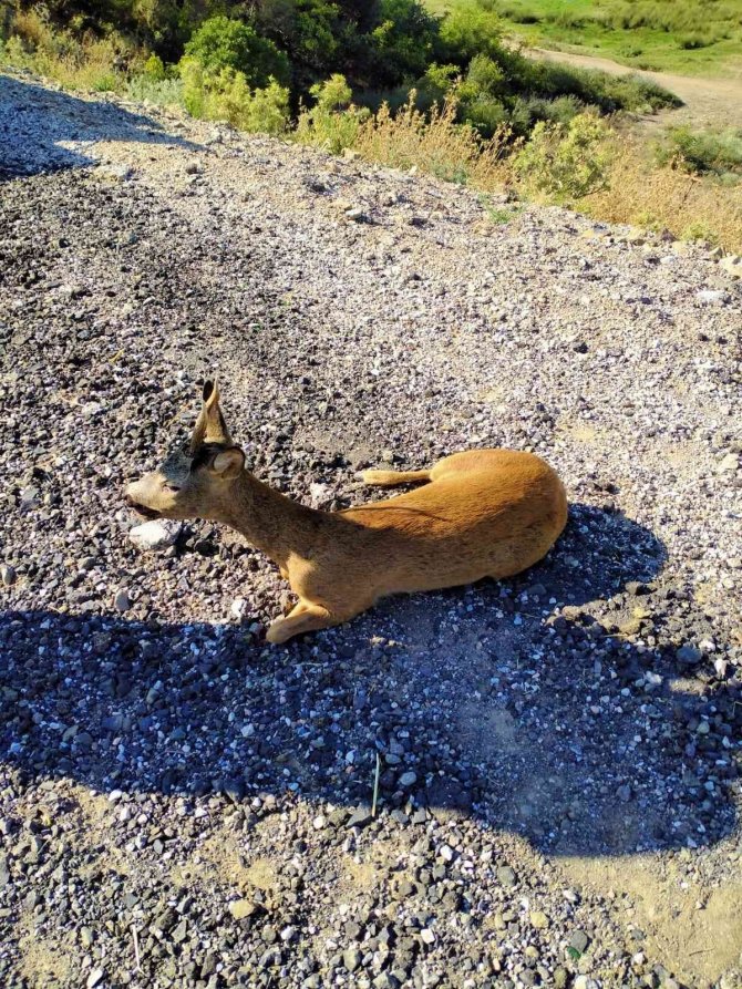 Yaralı Karacaya Anında Müdahale