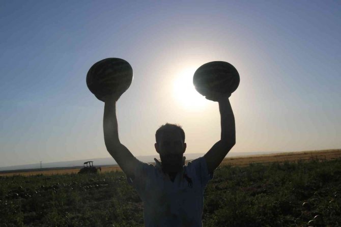Diyarbakır’da Karacadağ’ın Volkanik Arazilerinde Ekilen Karpuzun Hasadı Yapıldı